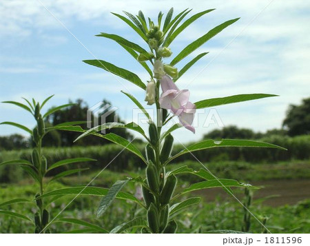 ゴマの花 1811596