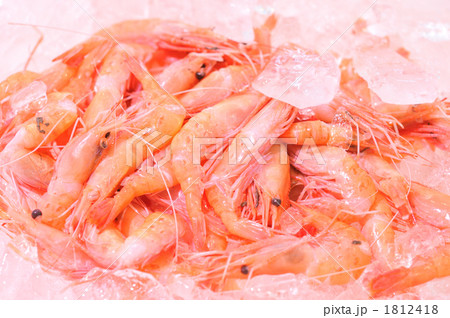 甘海老 甘海老 1812418