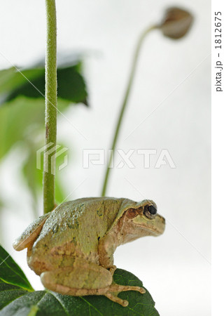 白色に体色を変化させたニホンアマガエルの写真素材