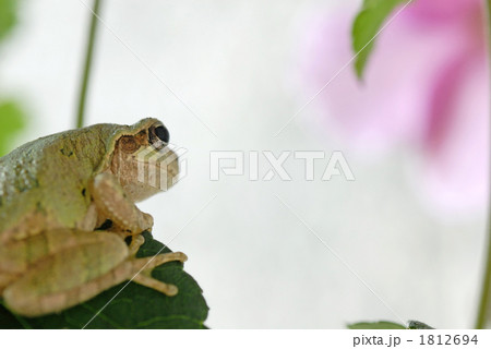 体色調整中のニホンアマガエル 体色調整中のニホンアマガエル 1812694