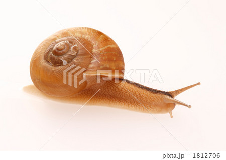 カタツムリ 1812706