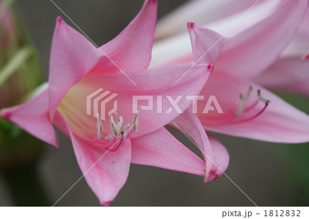 彼岸花の仲間アマクリナム 1812832