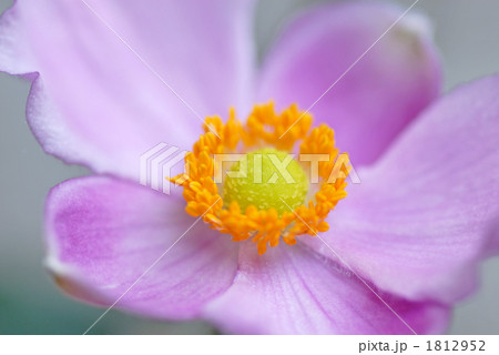 秋明菊　シュウメイギク　貴船菊　キブネギク（学名：Anemone hupehensis ） 1812952