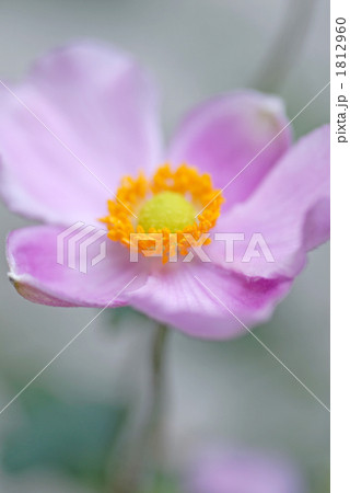 秋明菊　シュウメイギク　貴船菊　キブネギク（学名：Anemone hupehensis）  1812960