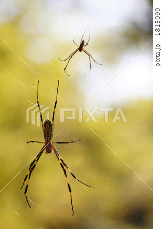 大小ぶら下がるクモ 1813090