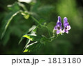 綺麗な花には棘がある。トリカブト 1813180
