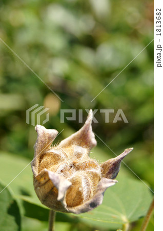 フヨウの実 フヨウの実 1813682