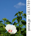 芙蓉の花 1813789