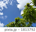 栗の木 1813792