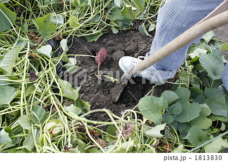 収穫の喜び 1813830