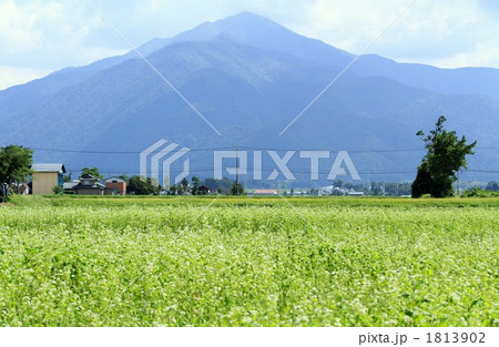 満開の越前そばの花と荒島岳 1813902
