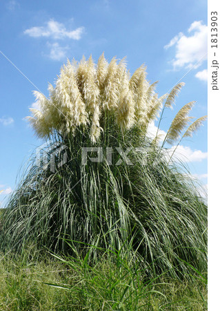 パンパスグラス 1813903