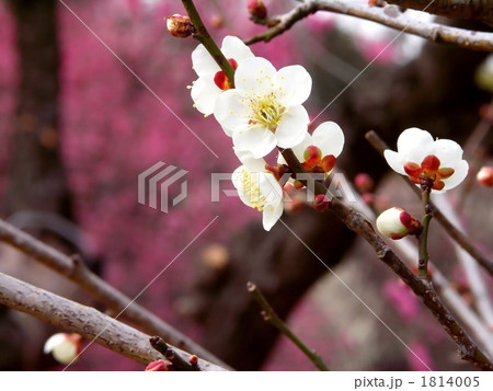 紅梅をバックに白い梅の花 1814005