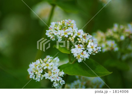 越前そばの花が満開です 1814006
