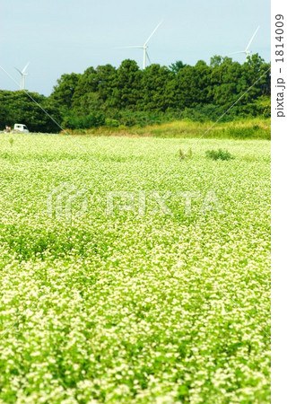 越前そばの花が満開です 越前そばの花が満開です 1814009