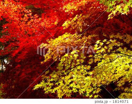 オオモミジの紅葉と黄葉 1814071