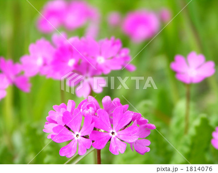 野生の桜草の花 野生の桜草の花 1814076