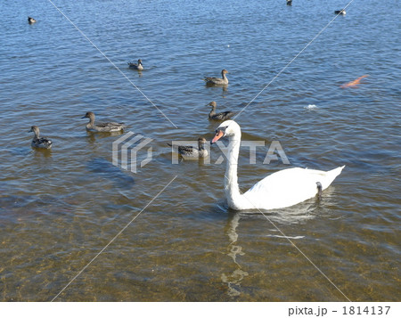ウトナイ湖の水鳥 1814137