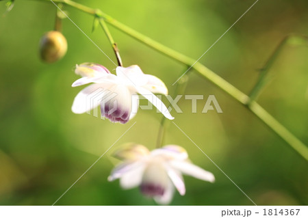 御岳山のレンゲショウマ 1814367