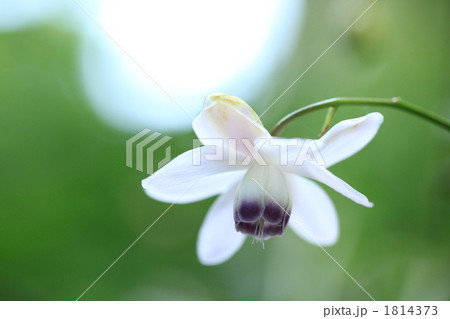 御岳山のレンゲショウマ 御岳山のレンゲショウマ 1814373