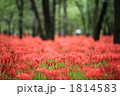日高市巾着田の彼岸花 1814583