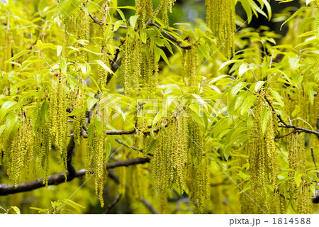 アベマキの花と新緑 1814588