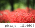 日高市巾着田の彼岸花 1814604