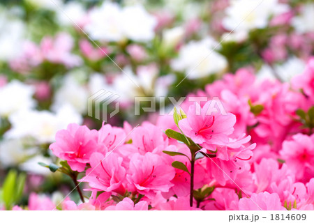 満開の久留米ツツジの花 満開の久留米ツツジの花 1814609