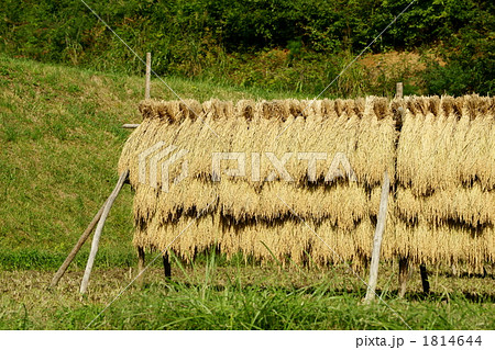 山間の水田 1814644