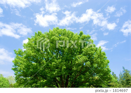 新緑のケヤキの木と空 1814697