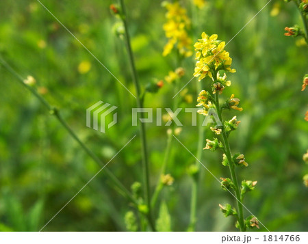 キンミズヒキの花 1814766