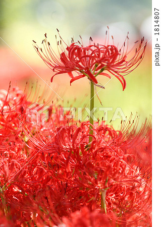 美しい曼珠沙華 美しい曼珠沙華 1814807