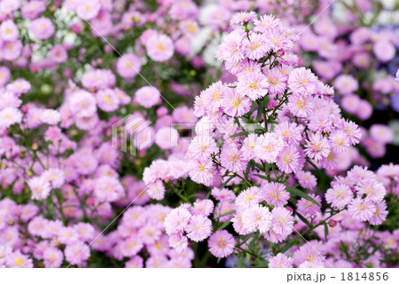 満開のクジャクソウの花 満開のクジャクソウの花 1814856