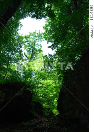 岳岱自然観察教育林 1814899
