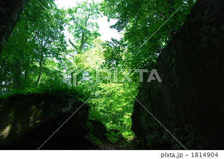 岳岱自然観察教育林 岳岱自然観察教育林 1814904