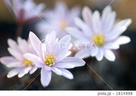 ユキワリイチゲの花 1814998