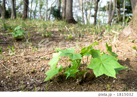 新緑のハリギリの幼木 1815032
