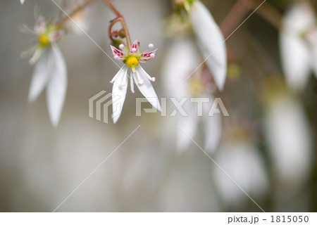 ユキノシタの花のアップ ユキノシタの花のアップ 1815050