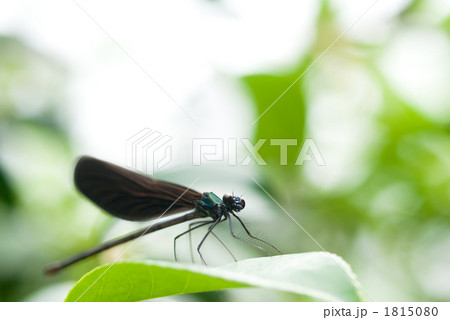 葉に止まるハグロトンボ 葉に止まるハグロトンボ 1815080