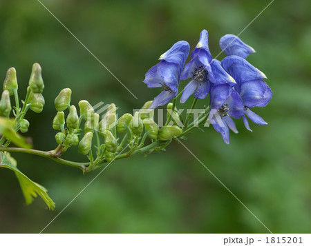 トリカブト トリカブト 1815201