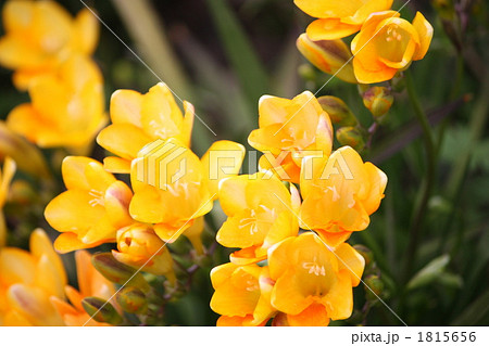 フリージア フリージア 1815656