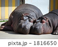 カバの親子 1816650