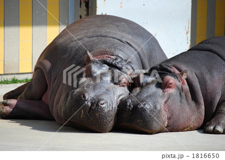 カバの親子 1816650