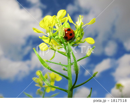 テントウムシと菜の花 1817518