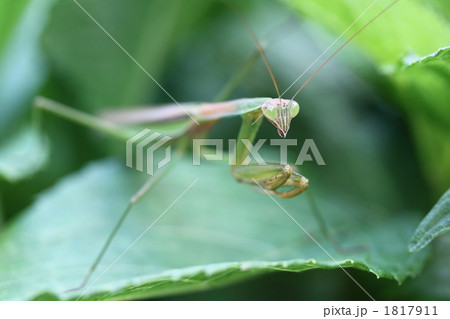 カマキリの視線 1817911