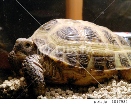 何かを見ている 1817982