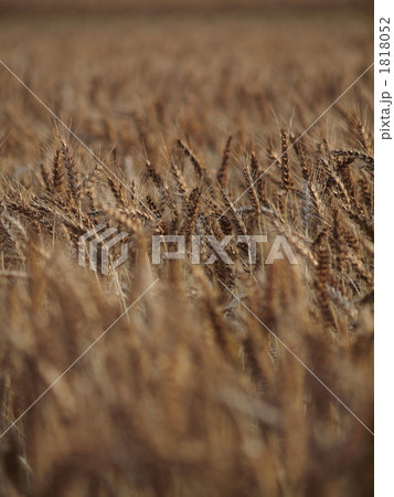 黄昏の麦畑 1818052