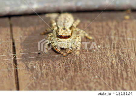 ハエトリグモ 1818124