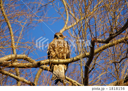 冬の鳶 1818156