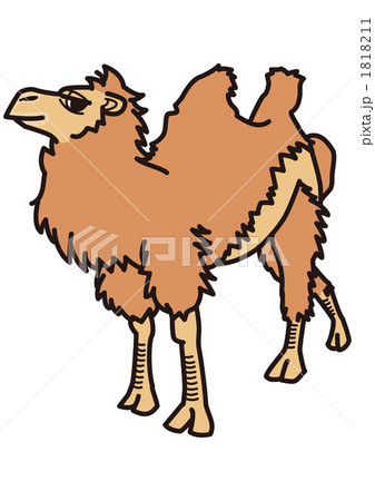 動物＿らくだ01_100929 1818211